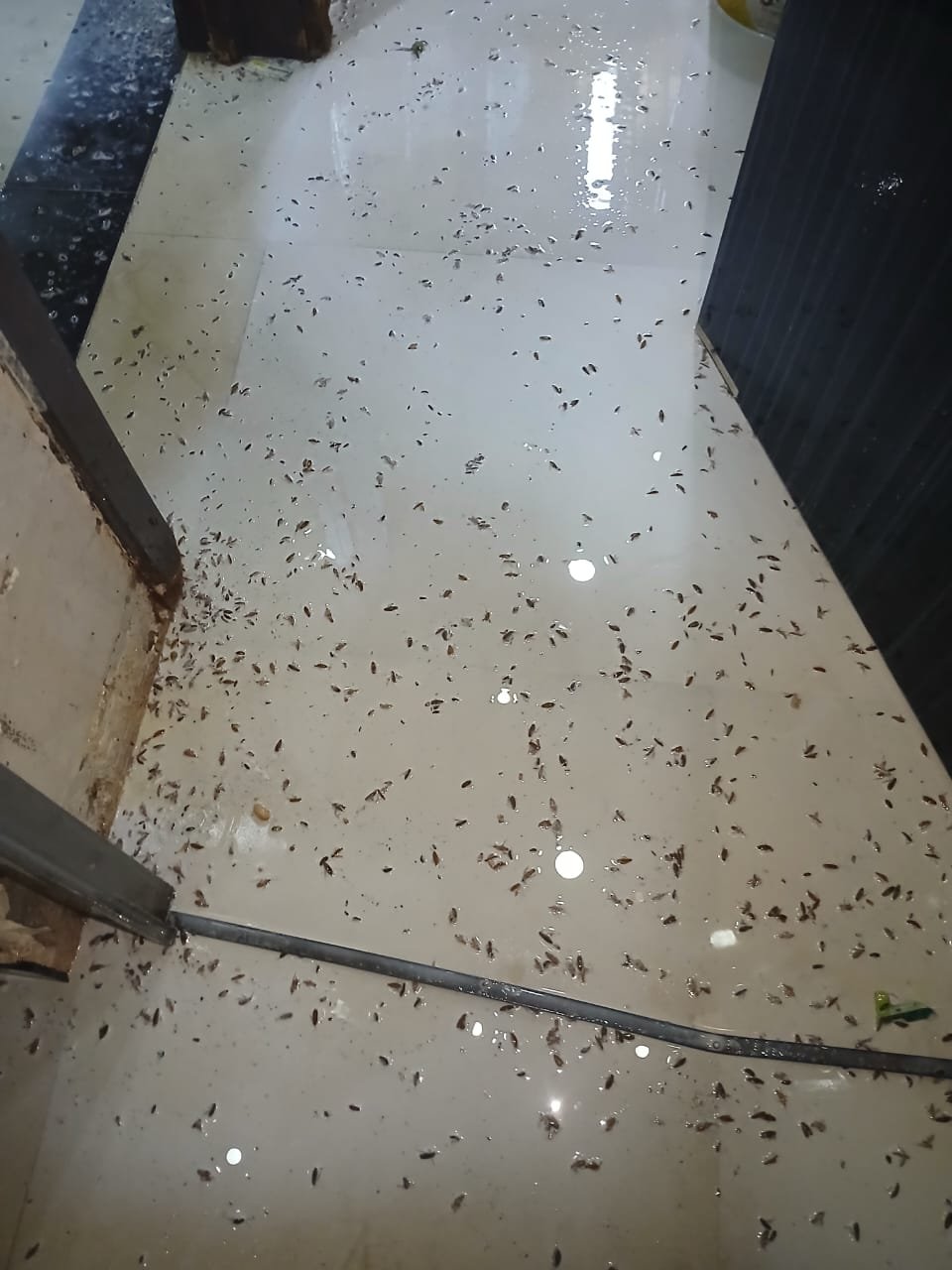 إبادة الصراصير والمطابخ بالرياض