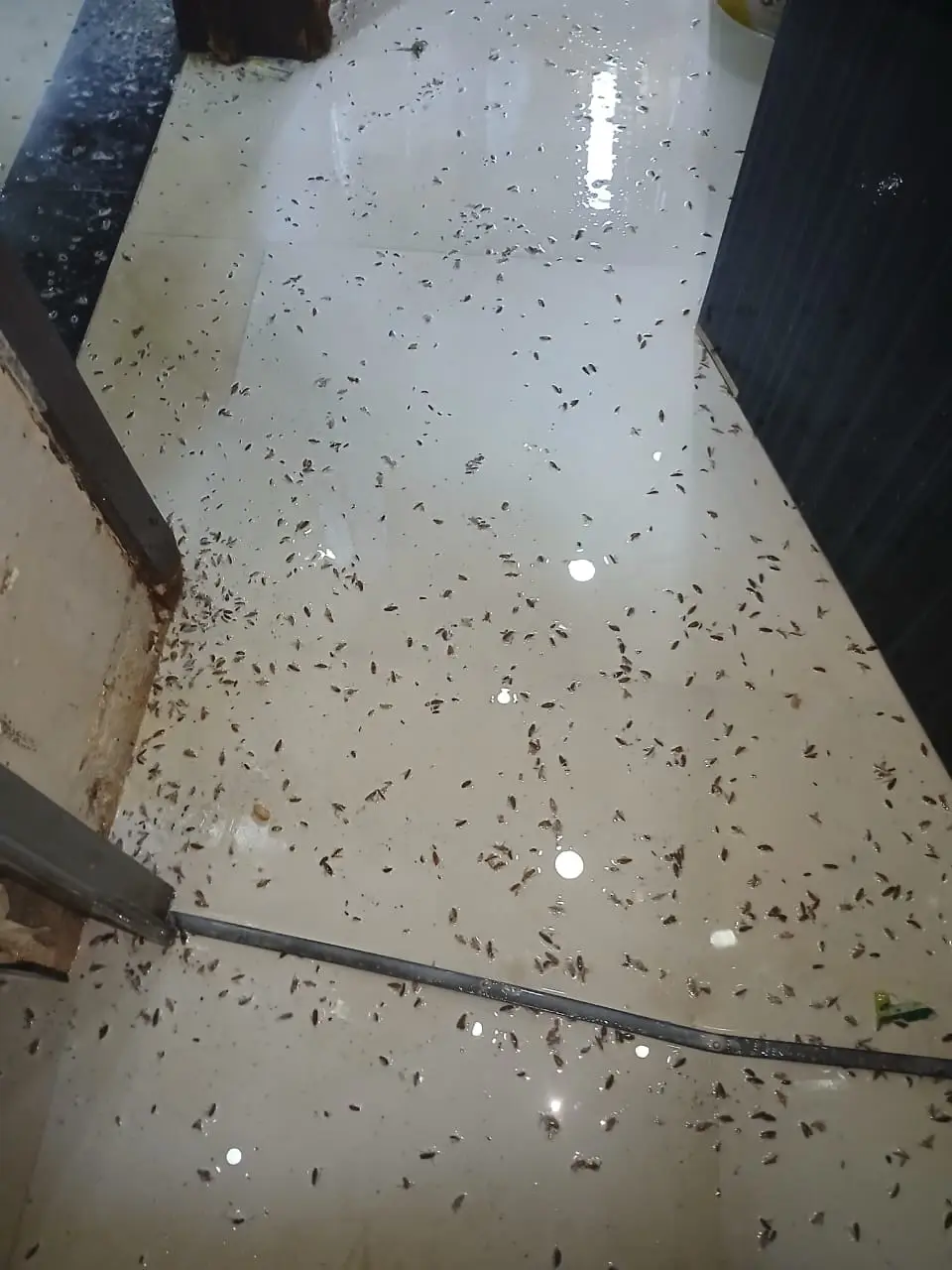رش مبيدات